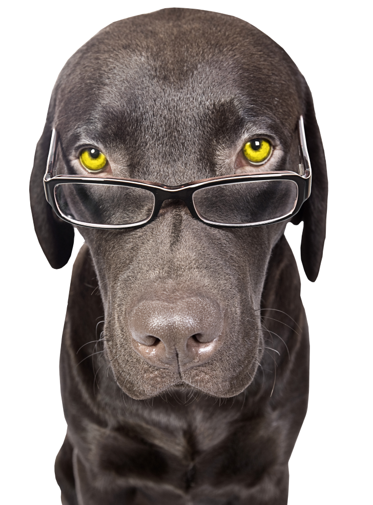 Doxbond dog wearing glasses hero